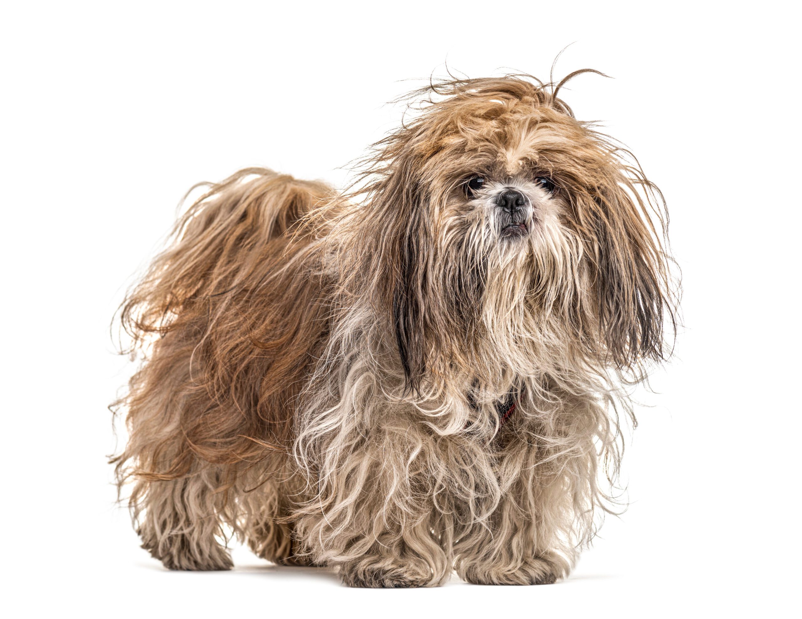 Activité canine proposée par K9 Campus dans les Côtes-d’Armor permettant aux chiens de jouer et d'apprendre avec leur humain. activité toilettage