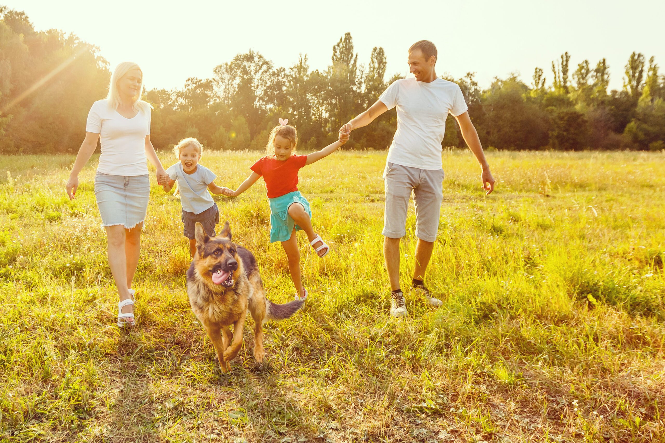 parc pour chien ludique à faire en famille à Tréglamus dans les cotes d'armor en Bretagne