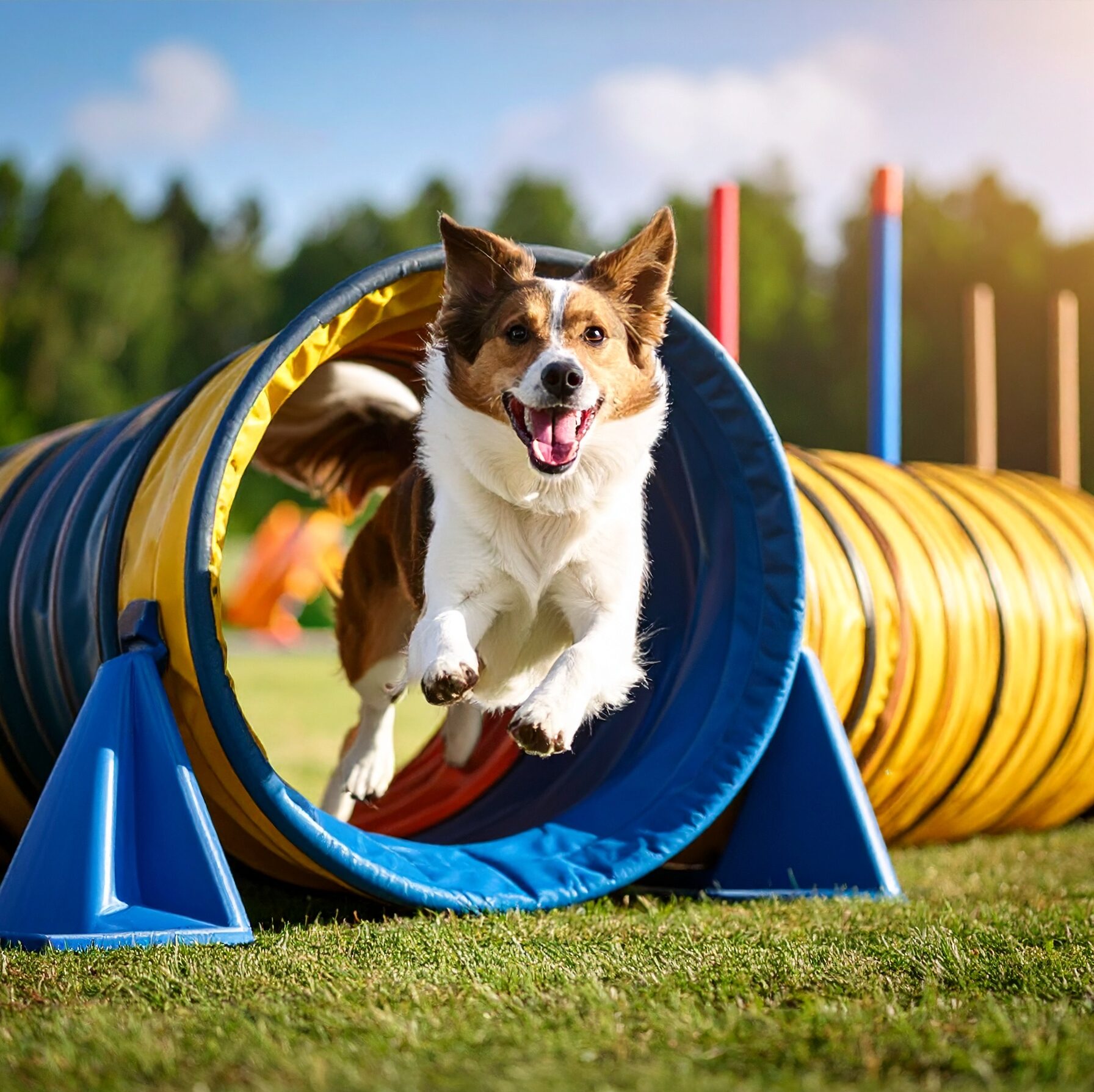 activité avec son chien en Bretagne cotes d'armor 22 à Tréglamus