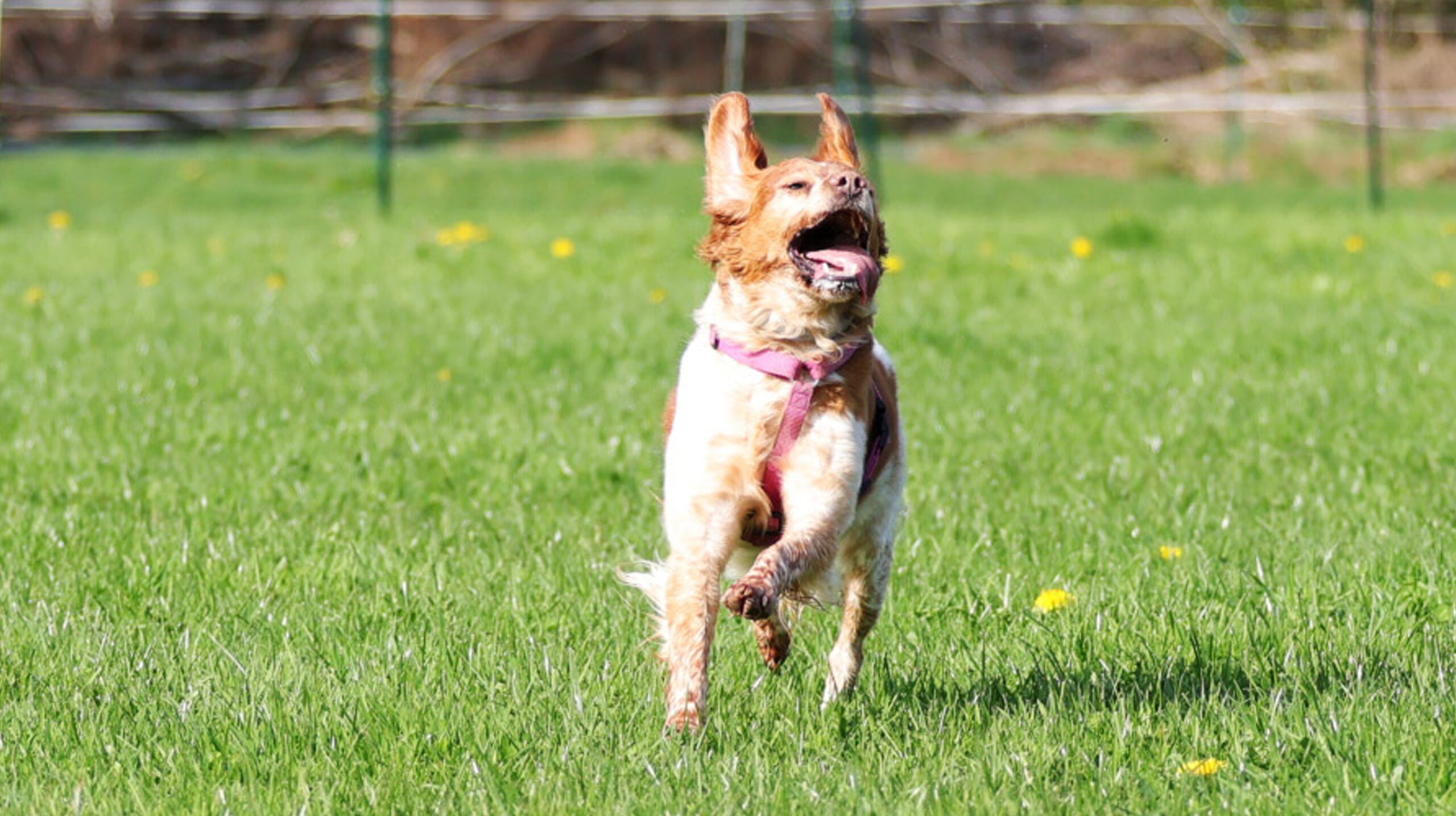 parc pour chien à Tréglamus dans les cotes d'armor en Bretagne activitées avec son chien en famille